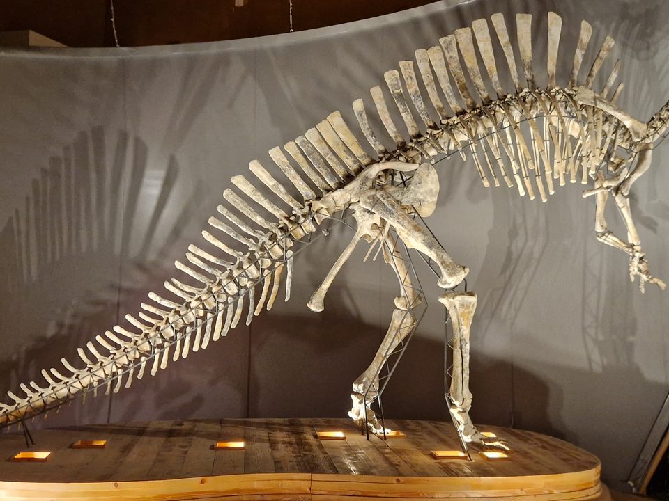 Naturhistorisches Museum von Venedig 2/3