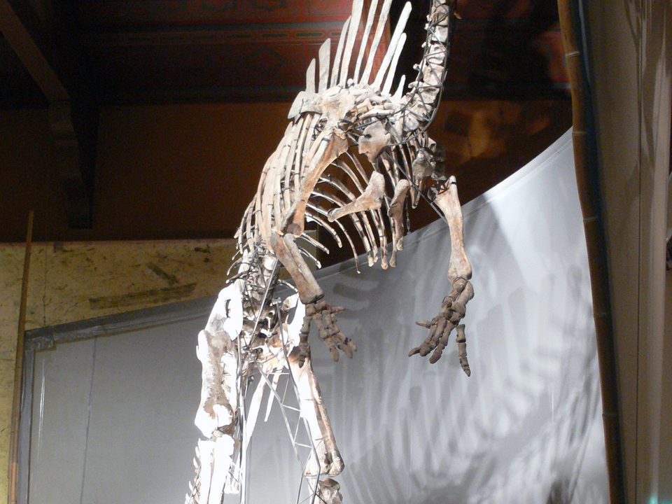 Naturhistorisches Museum von Venedig 3/3